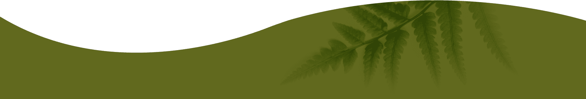 A green background with a fern on it.